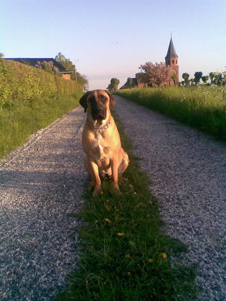 Boerboel Anasha Sally R.I.P. - Smukke Sally :-)) billede 1