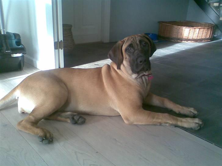 Boerboel Anasha Sally R.I.P. billede 2