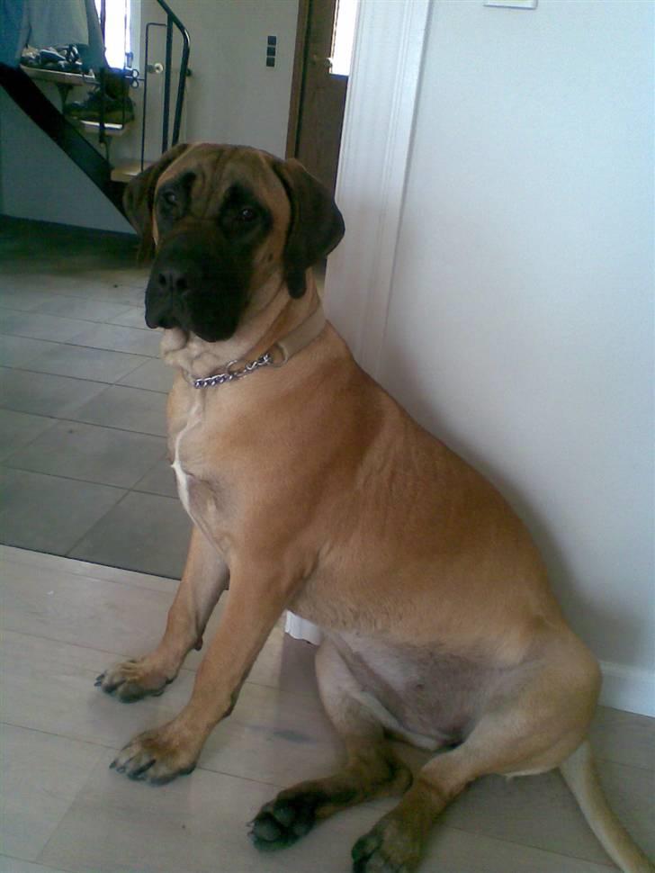Boerboel Anasha Sally R.I.P. billede 3