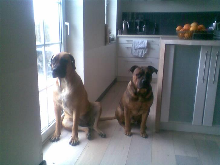 Boerboel Anasha Sally R.I.P. billede 4
