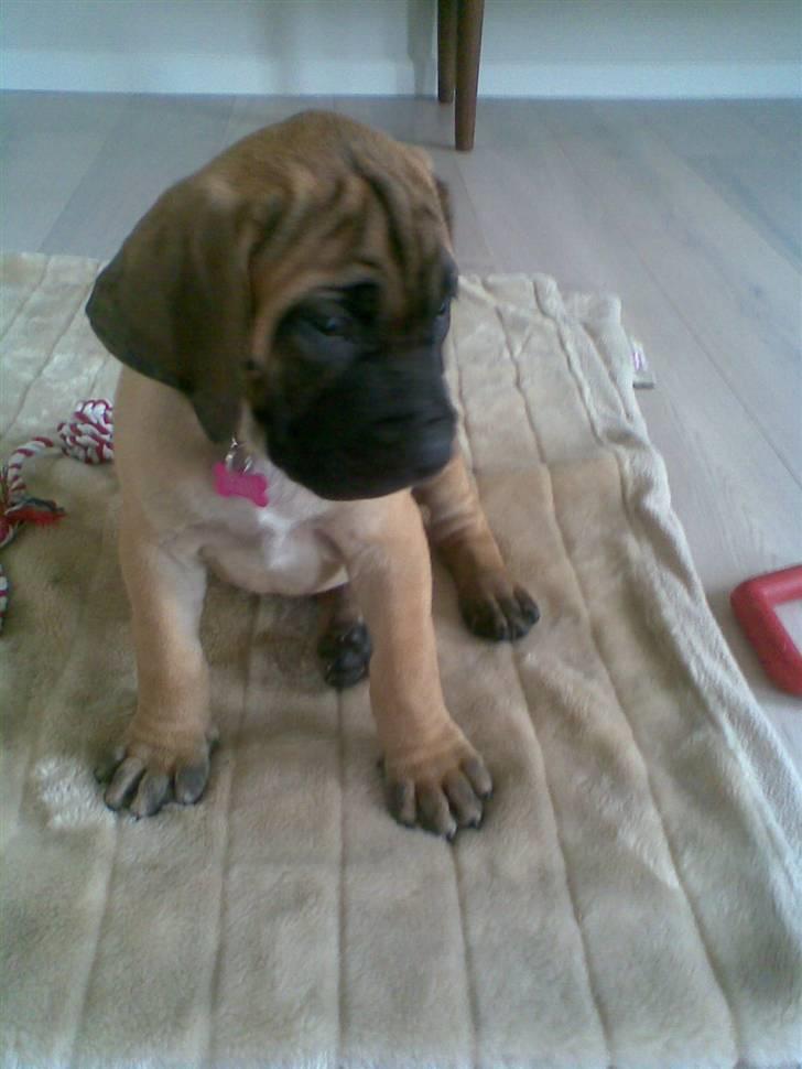 Boerboel Anasha Sally R.I.P. - Sally ca. 10 uger gammel billede 5