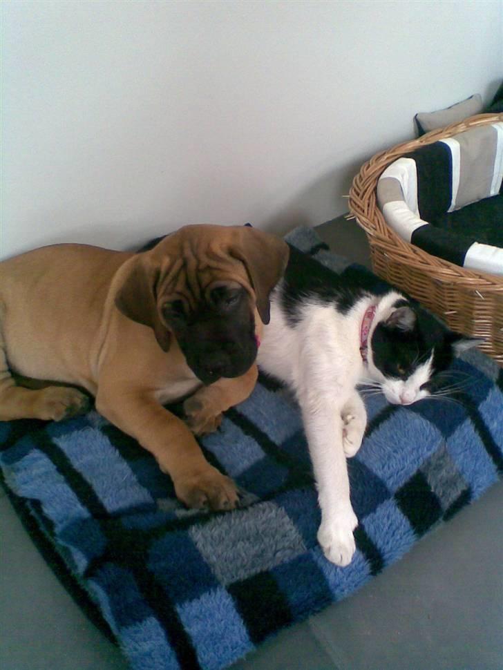 Boerboel Anasha Sally R.I.P. - Hygge med missen billede 6