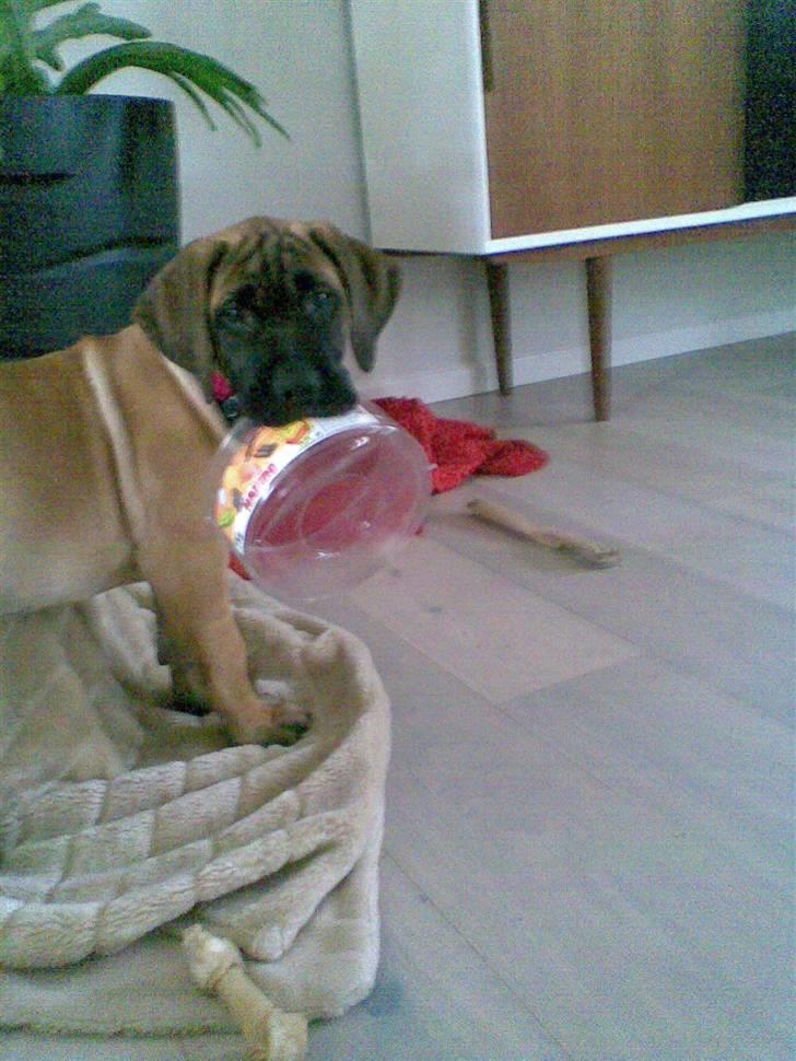 Boerboel Anasha Sally R.I.P. - Selv som lille var hun en tyveknægt..hi hi billede 7