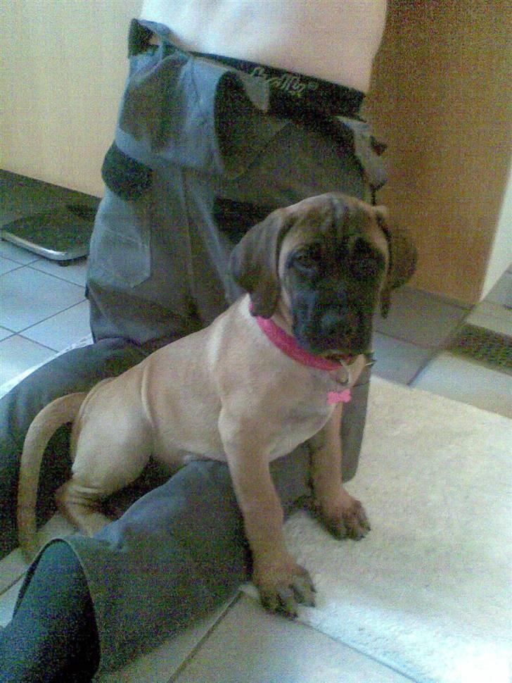 Boerboel Anasha Sally R.I.P. - Med far på badeværelset.. billede 8