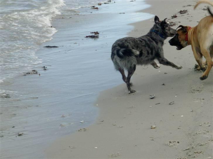 Boerboel Anasha Sally R.I.P. billede 9