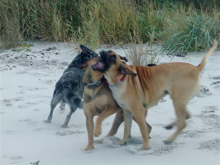 Boerboel Anasha Sally R.I.P. - De bedste legekammerater..;-) billede 10
