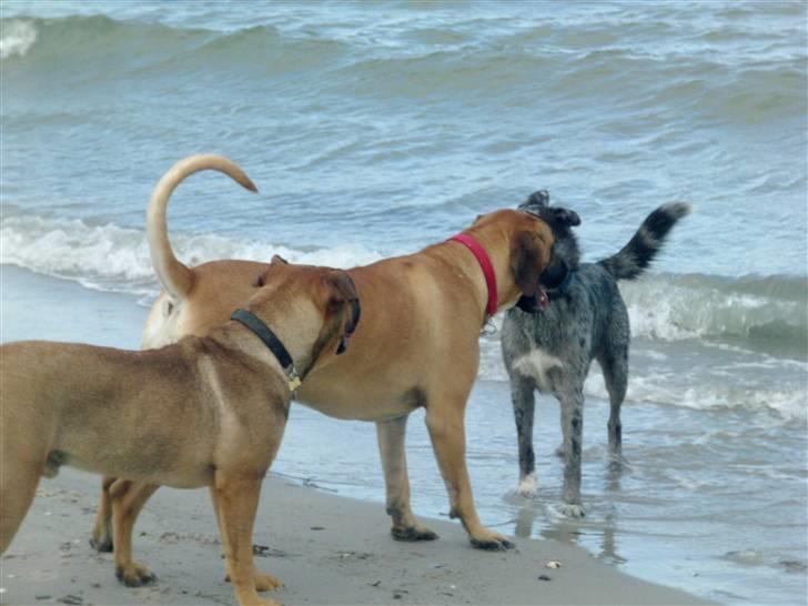 Boerboel Anasha Sally R.I.P. - Vandskræk?? billede 11