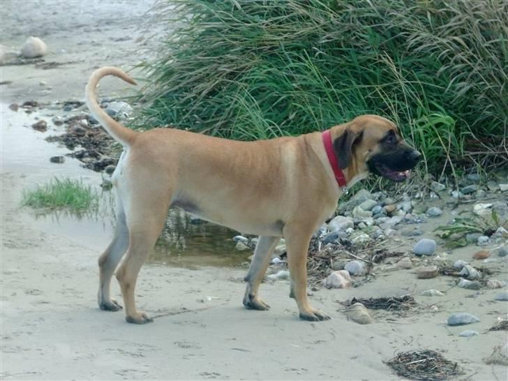 Boerboel Anasha Sally R.I.P. billede 12