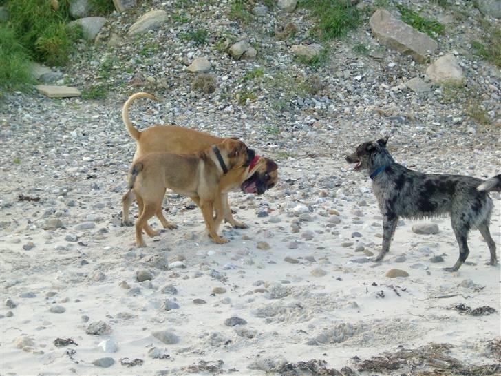 Boerboel Anasha Sally R.I.P. billede 13