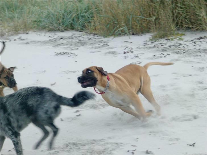 Boerboel Anasha Sally R.I.P. billede 14