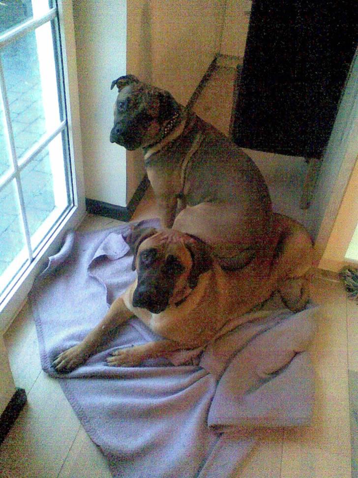 Boerboel Anasha Sally R.I.P. - Sofa Sally?? Hvad skal man ikke finde sig i?? billede 15