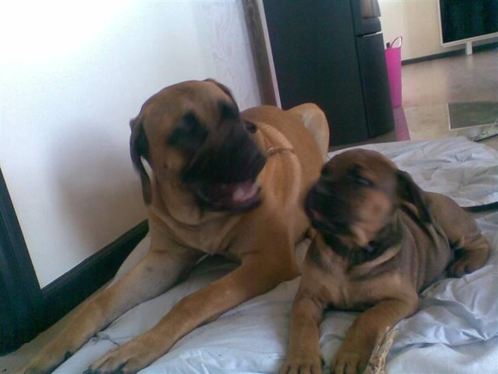 Boerboel Anasha Sally R.I.P. - Se nu her bette mand!! billede 17