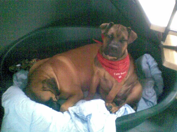 Boerboel Anasha Sally R.I.P. - århh, det er hårdt at være barnepige... billede 18