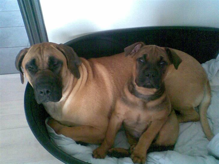 Boerboel Anasha Sally R.I.P. - Bliver den bette aldrig træt?? billede 19