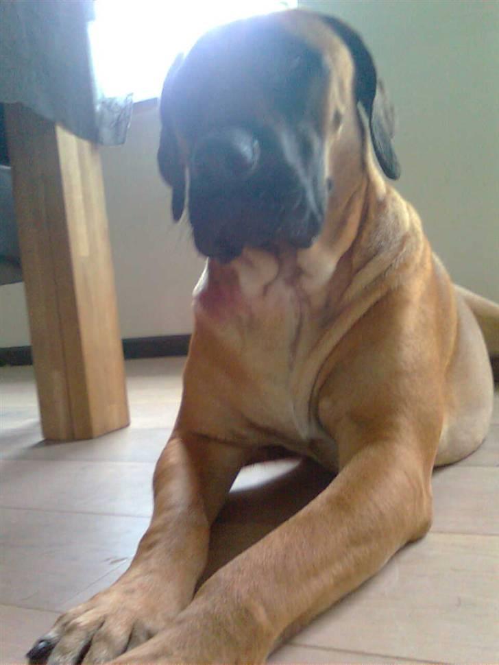 Boerboel Anasha Sally R.I.P. billede 20