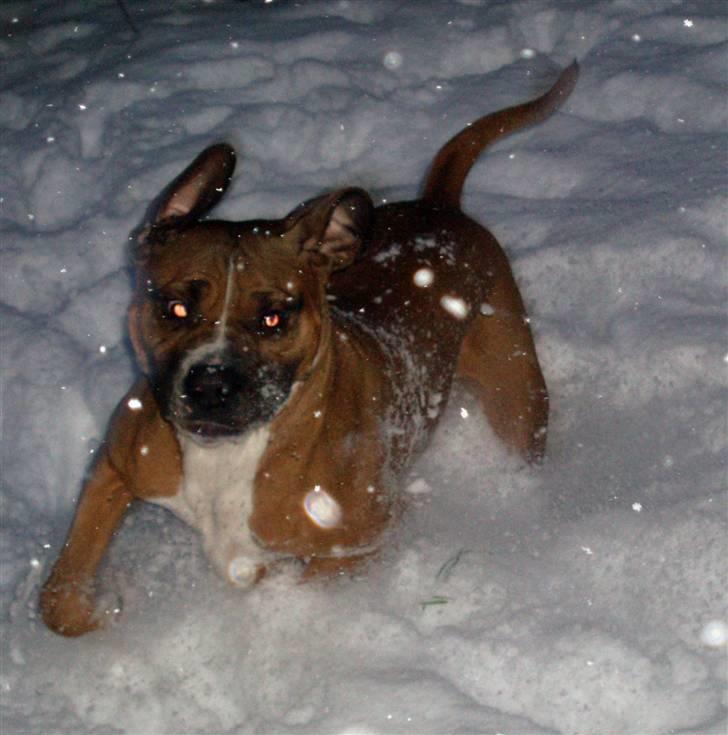 Blanding af racer Freja Godlike - Himmelhund - billede 5