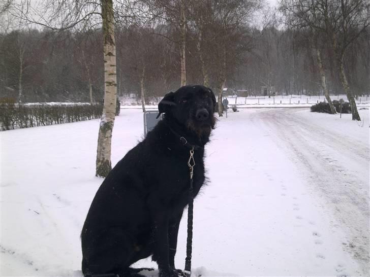 Blanding af racer buster - Vinter hygge (Amatør Fotograf.) billede 2