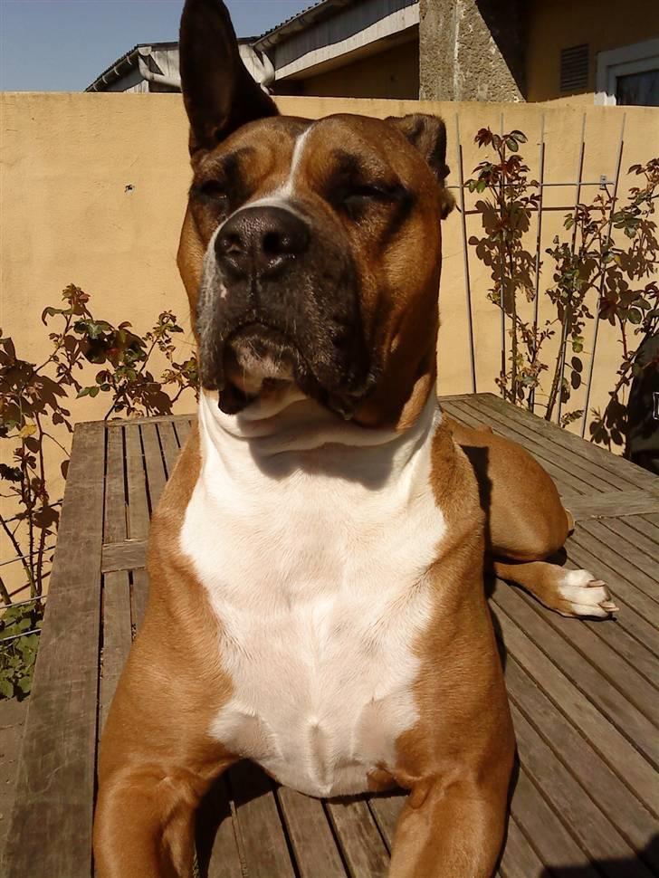 Blanding af racer Freja Godlike - Himmelhund - billede 7