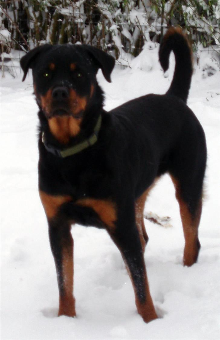 Rottweiler Leland de Sade-ness - Himmelhund billede 5