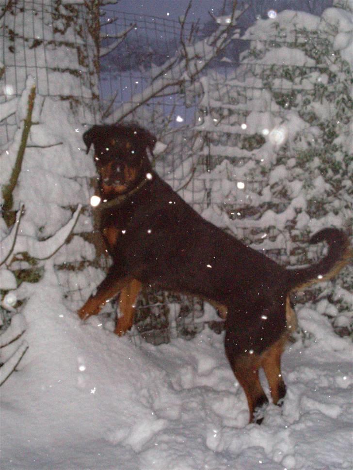 Rottweiler Leland de Sade-ness - Himmelhund billede 4