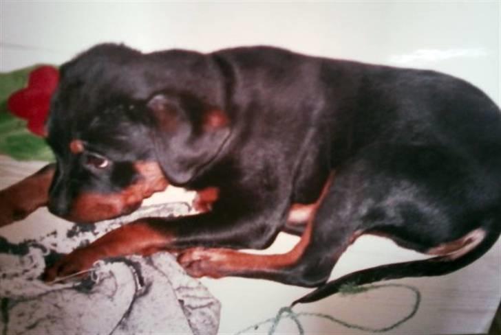 Rottweiler Leland de Sade-ness - Himmelhund billede 20