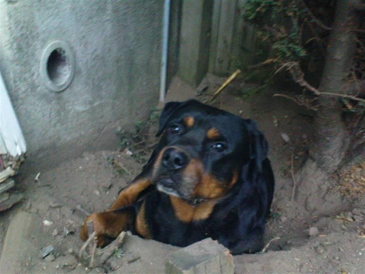 Rottweiler *blade* - blade nægter a lade være med a grave det hul .hvergang man dækker det til graver han det igen!det er dog kun det ene sted han graver store huller billede 1