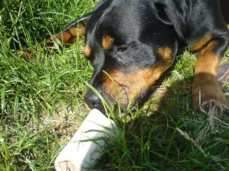 Rottweiler *blade* - blade spiser frosen leverpostej billede 2