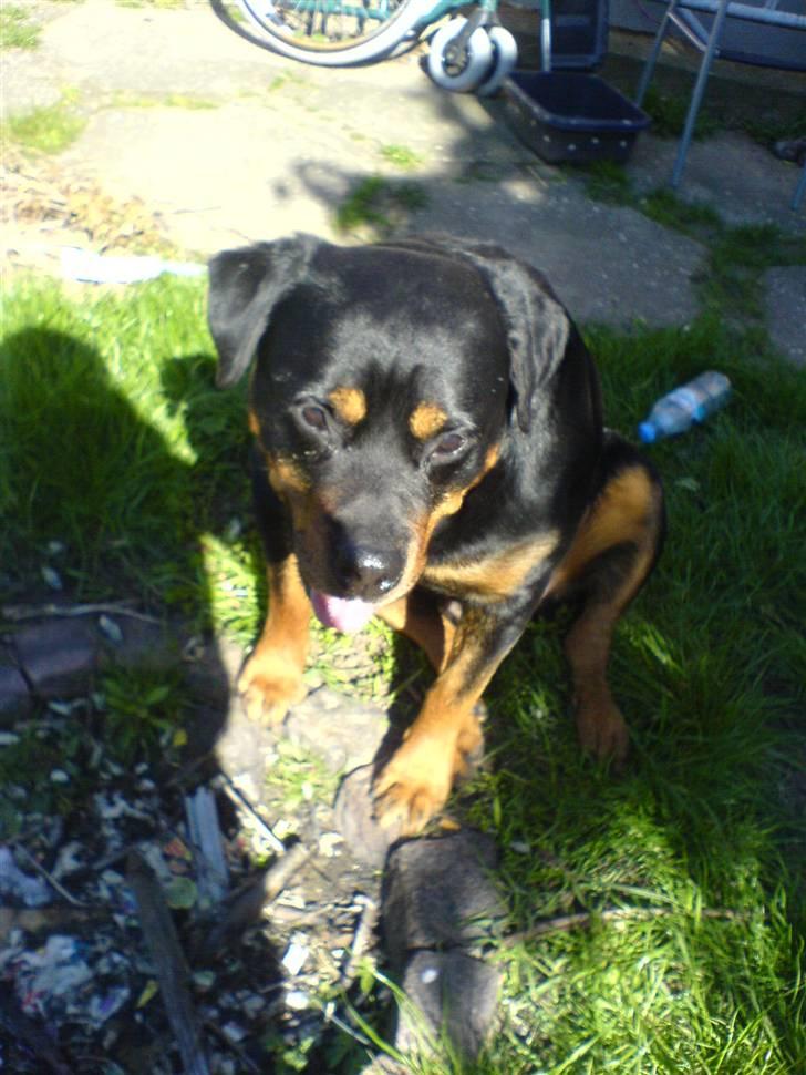 Rottweiler *blade* billede 3