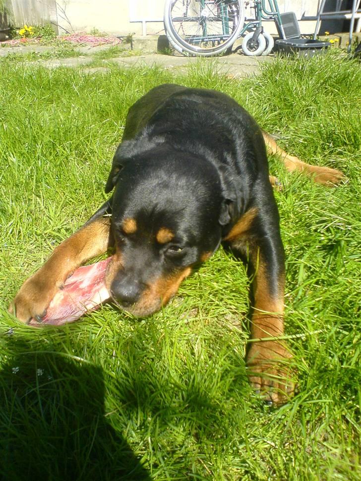 Rottweiler *blade* - blade med ben fra slagteren i haven<3 billede 5