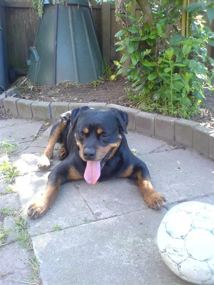 Rottweiler *blade* - blade feder den i haven efter en lang tur i skoven<3:) billede 6