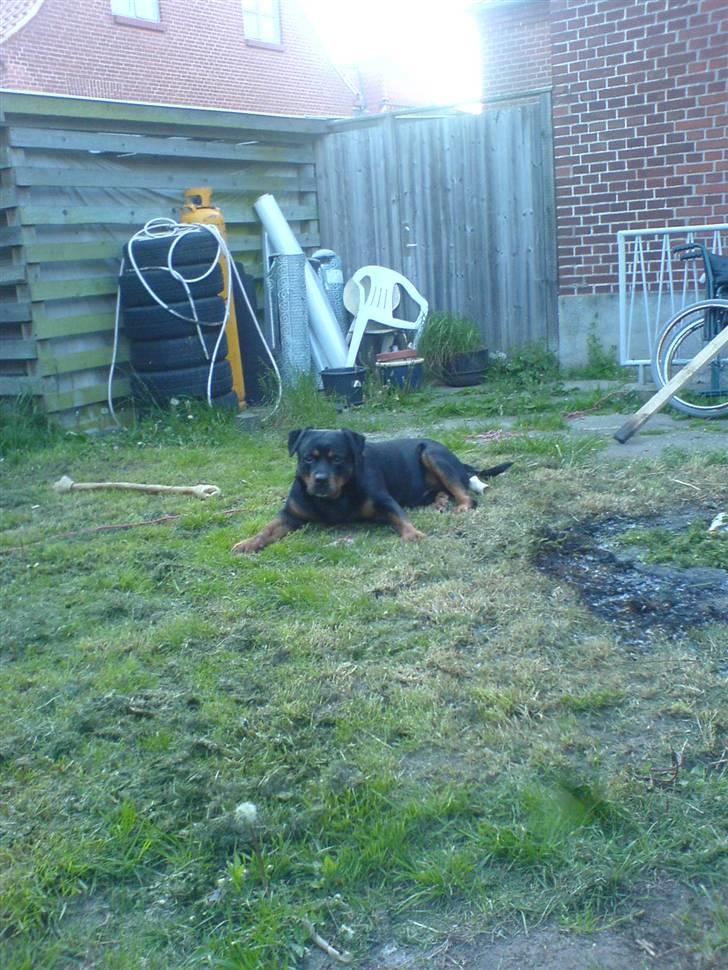 Rottweiler *blade* - i haven<3 billede 7