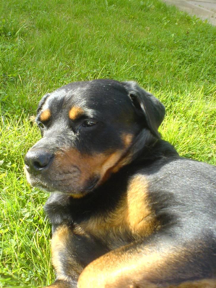 Rottweiler *blade* - sikker sol:) billede 8