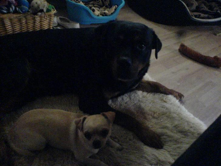 Rottweiler *blade* - blade og hans lillebror tico:)de ligger altid helt kilster op af hinanden  billede 9