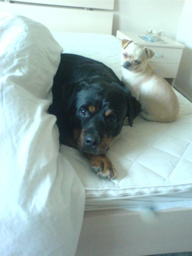 Rottweiler *blade* - tico & blade hos min mor billede 10