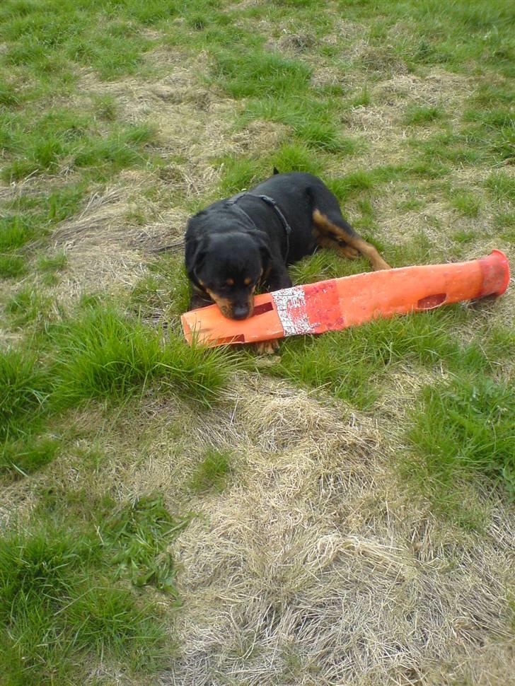 Rottweiler *blade* - blade på en stor græsplæne lige ved siden af hvor vi bor billede 11
