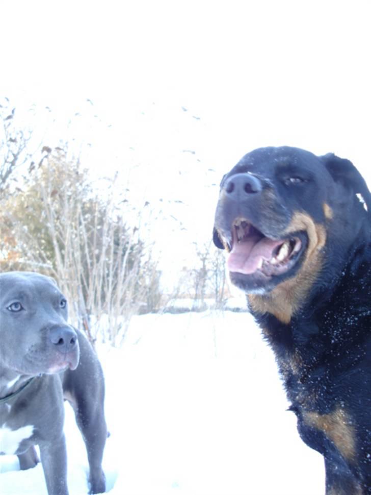 Rottweiler Laika *Himmelhund* billede 16