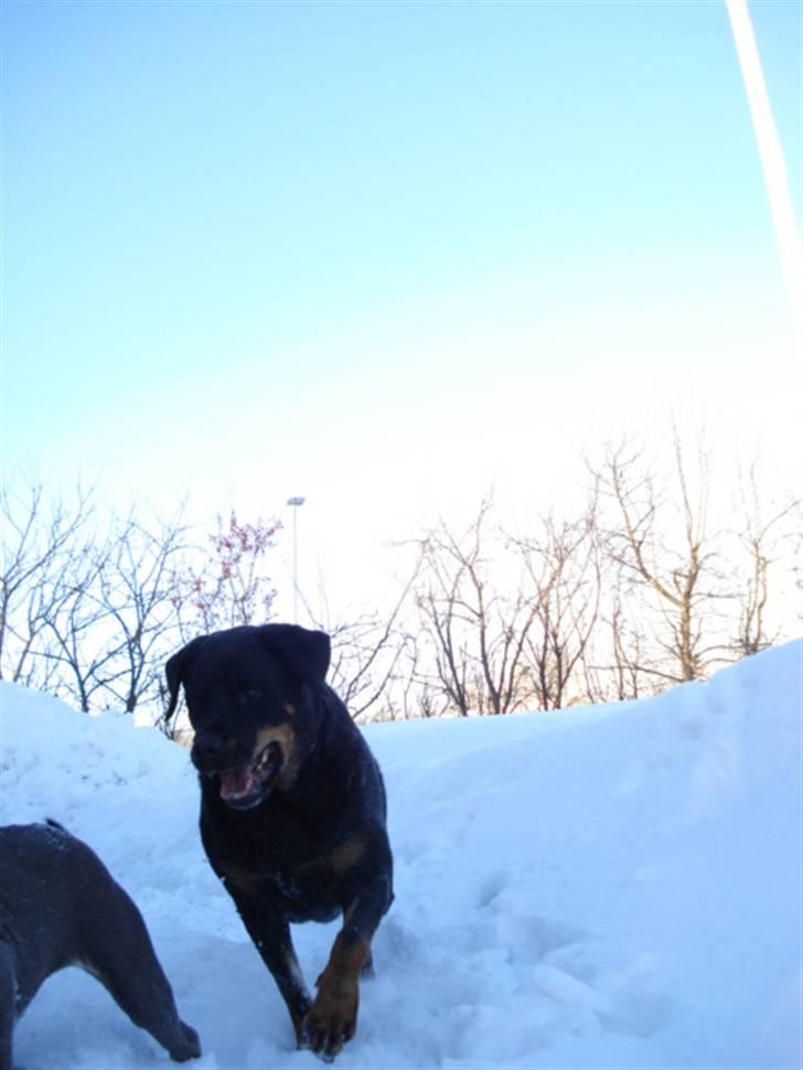 Rottweiler Laika *Himmelhund* billede 17