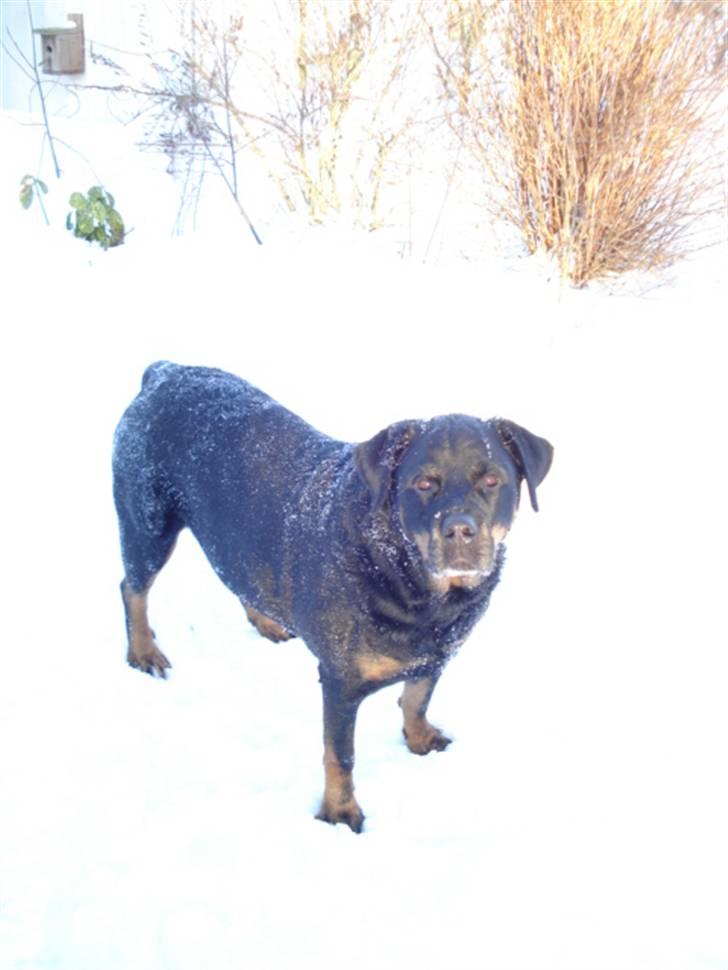 Rottweiler Laika *Himmelhund* billede 18