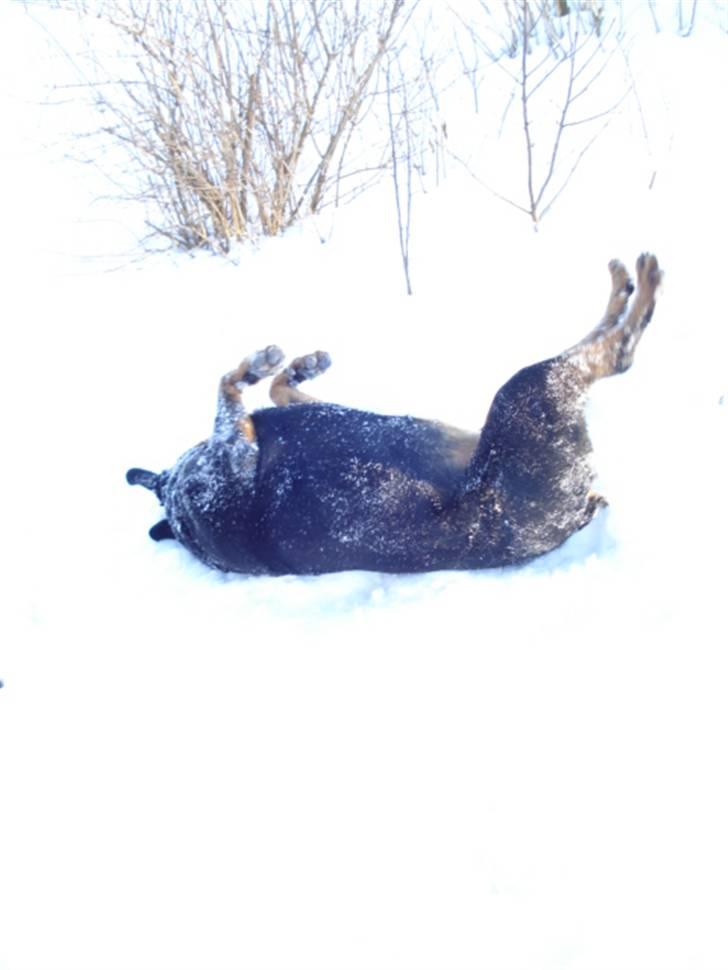 Rottweiler Laika *Himmelhund* billede 19