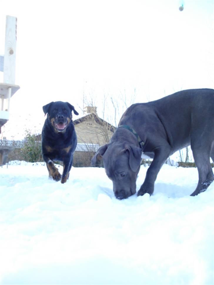 Rottweiler Laika *Himmelhund* billede 20