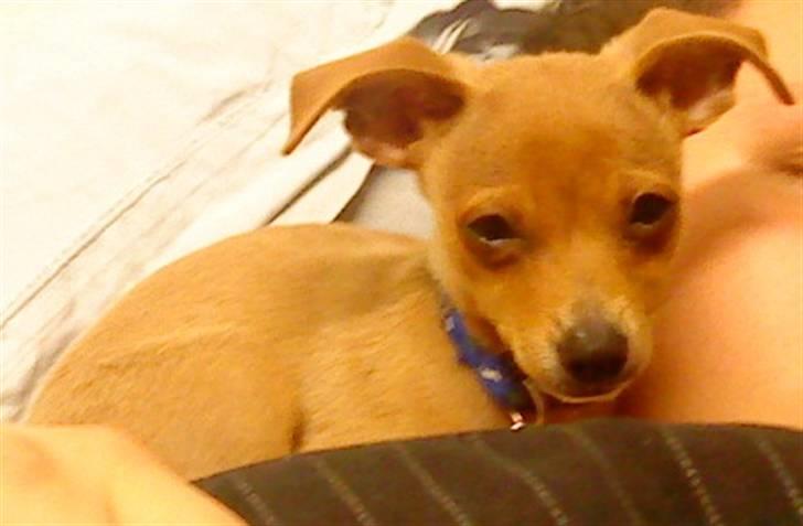 Blanding af racer Bailey billede 18