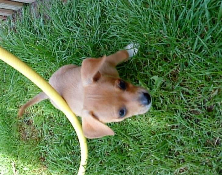 Blanding af racer Bailey - Her er han ikke så gammel. Omkring 6 uger. billede 19