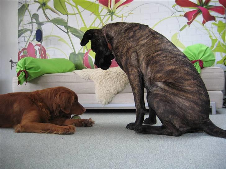 Boerboel Kiwi **SOLGT** - "Jeg vil VIRKELIG gerne have den bold, Bailey!!" billede 8