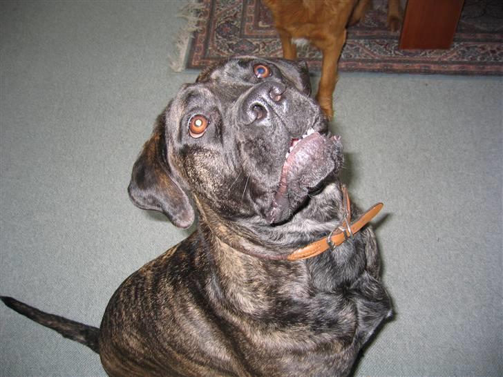 Boerboel Kiwi **SOLGT** - Kiwi og hendes "kloge" udtryk :) billede 9