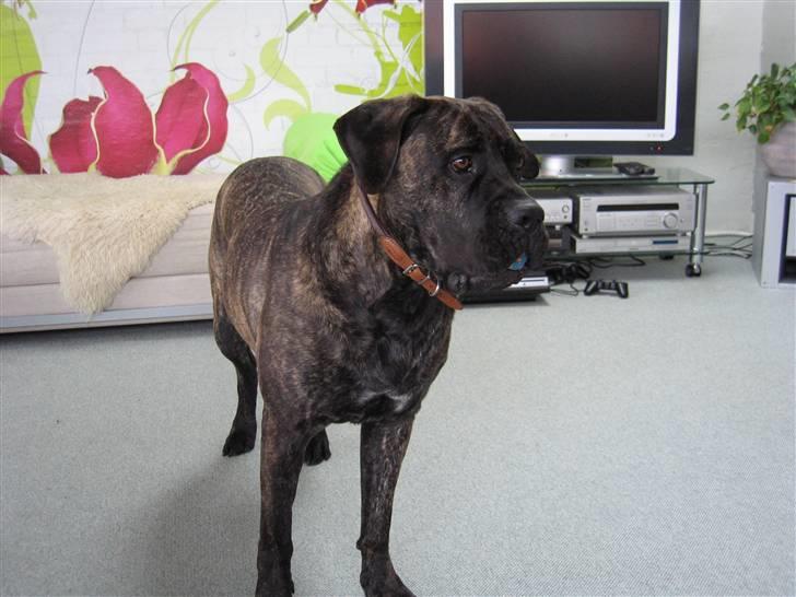 Boerboel Kiwi **SOLGT** billede 10