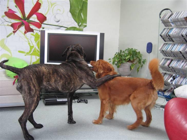 Boerboel Kiwi **SOLGT** billede 11