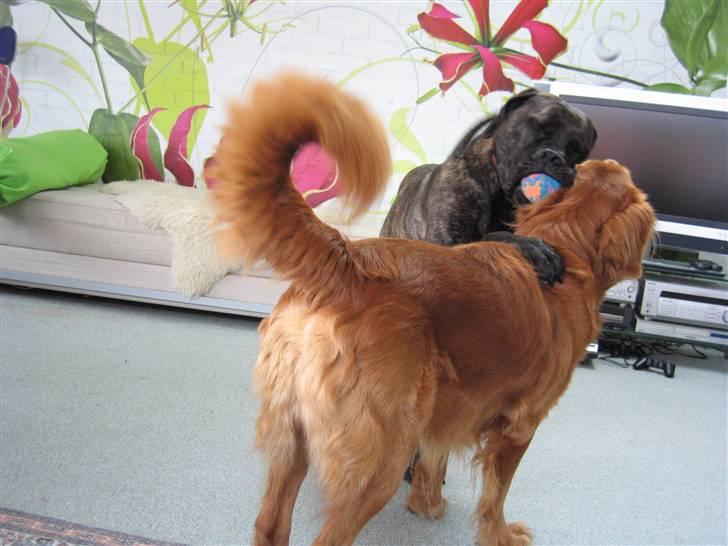 Boerboel Kiwi **SOLGT** billede 13