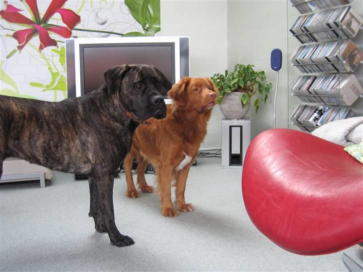 Boerboel Kiwi **SOLGT** billede 14