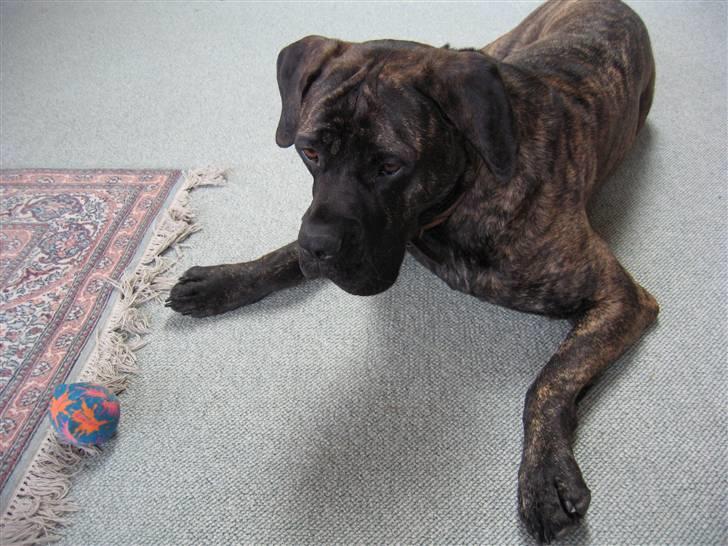 Boerboel Kiwi **SOLGT** - "Prøv bare.. Prøv bare at tage den Bailey!!" billede 15