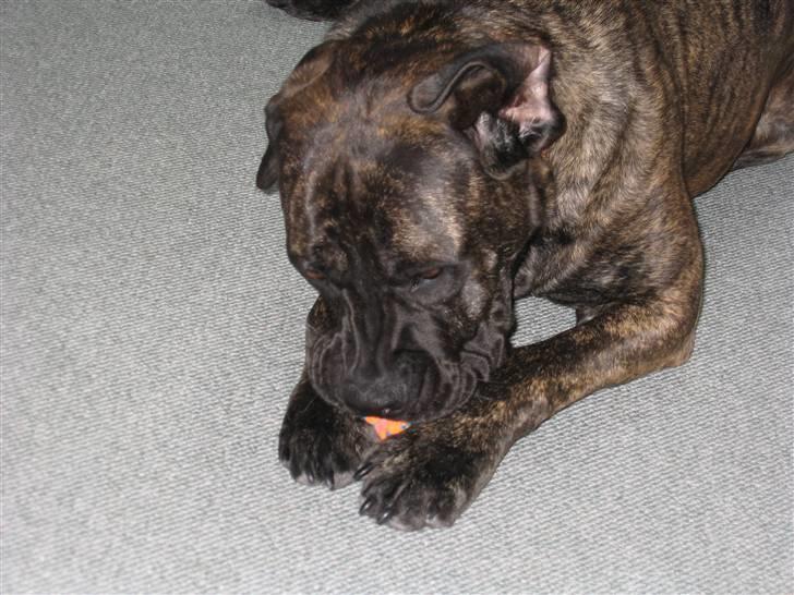 Boerboel Kiwi **SOLGT** billede 16